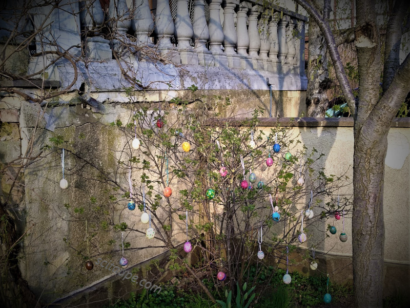 Osterbaum or Easter Tree decorated with colorful easter eggs in the front yard 