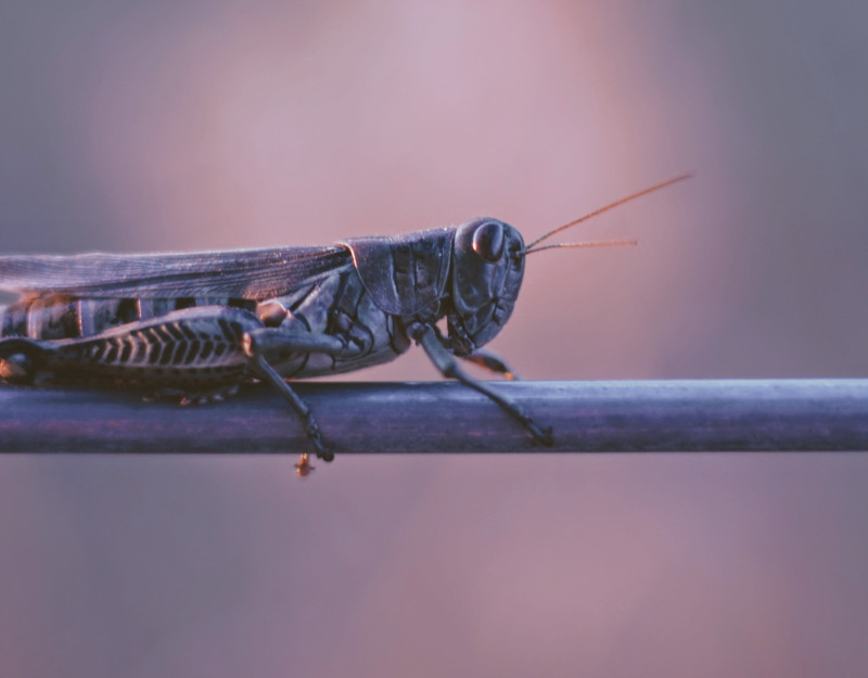 locust plague header