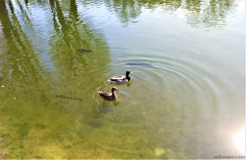 A couple of ducks enjoying the warmth of Spring in Germany. Location: Olympia Park, Munich