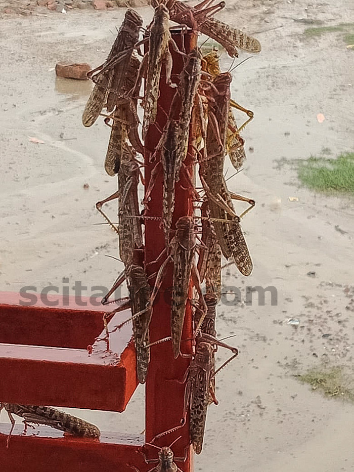 Locust swarms have the ability to destroy plants just by resting on them in large numbers