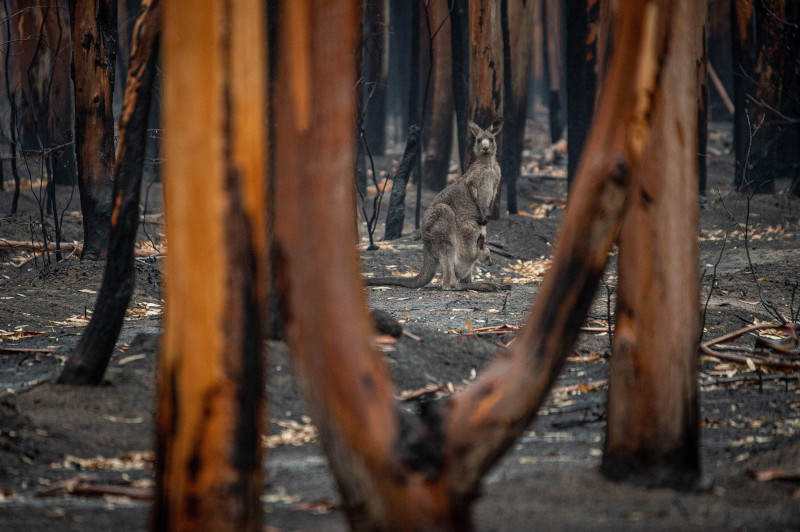 List of 10 worst events of 2020:
2# "Black Summer" Bushfires of Australia