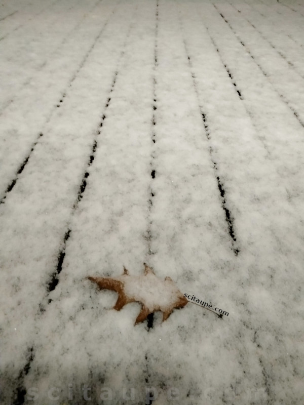 Another artistic picture. The dry leaf on the snow clad wooden deck looks so pristine.