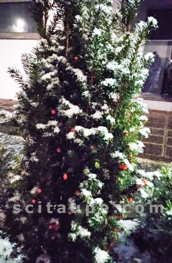 A christmasy shrub in the backyard is a reminder that the festive season is here. Location: Furth, Germany