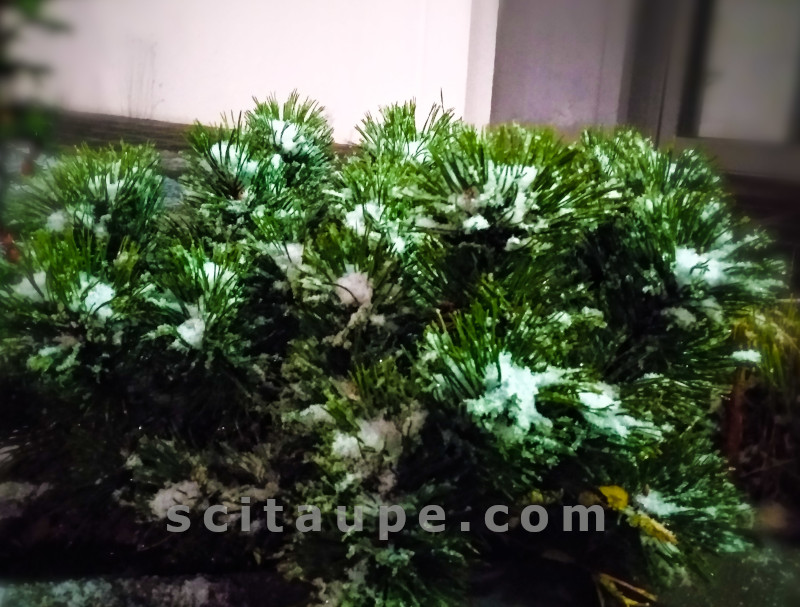 Winter in Germany - Snow nestled in a spiky shrub