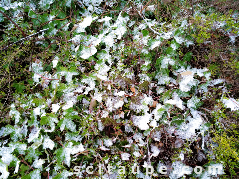 Snow and creepers look beautiful together - Winter in Germany